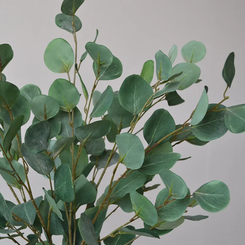 89 سنتيمتر أوراق الكالبتوس الن - مراجعة Photography Hotel وسعره
